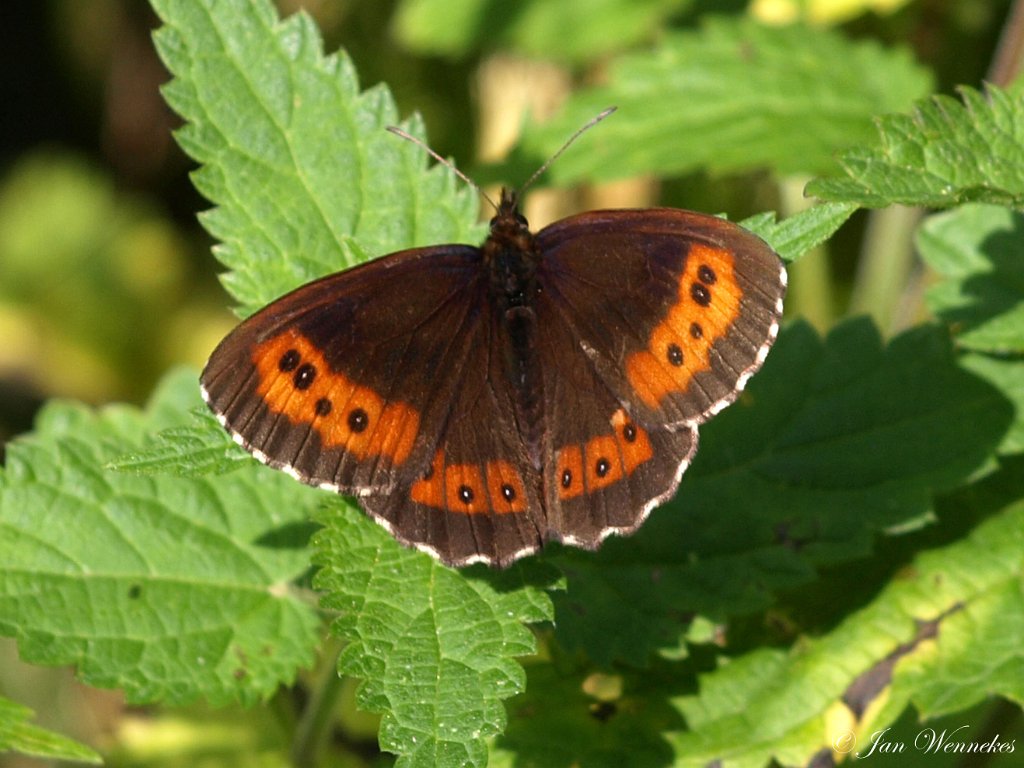 Boserebia, Erebia ligea.JPG